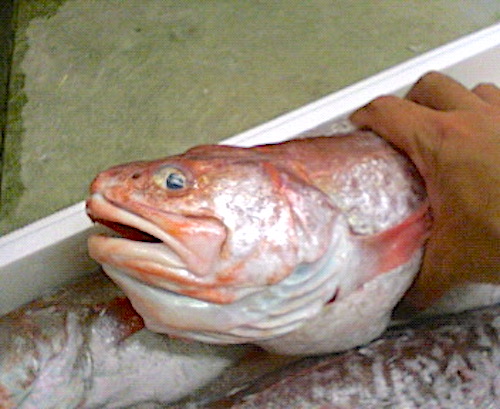 メンタイ 魚のプロ直伝 新鮮な旬の魚の豆知識 美味しい食べ方 魚屋店長の おいしい お魚情報局